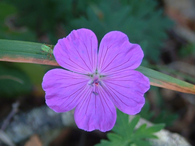 Geranium sanguineum